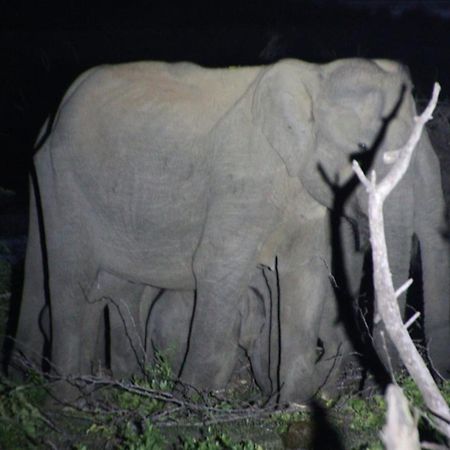 Jungle Cabin - Bundala Bundala Levagamgoda ภายนอก รูปภาพ